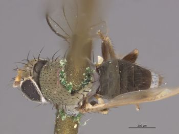 Media type: image;   Entomology 11148 Aspect: habitus dorsal view